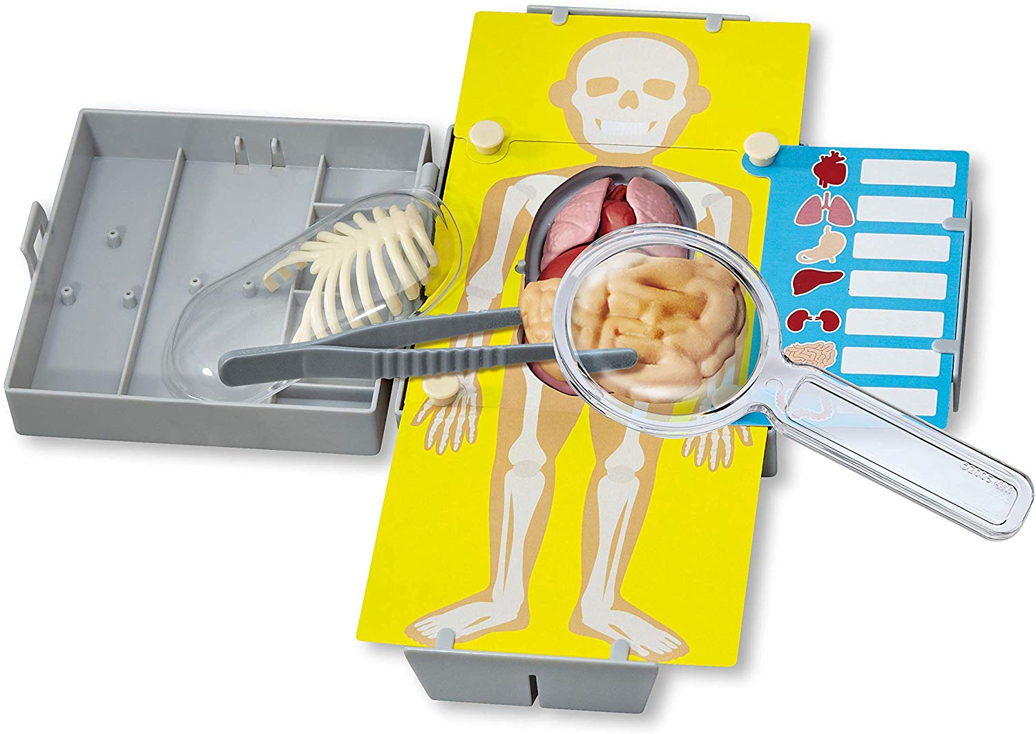 ANATOMÍA DEL TORSO HUMANO - 4M