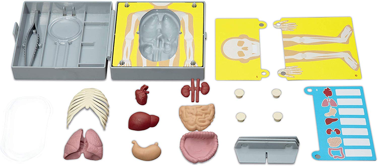 ANATOMÍA DEL TORSO HUMANO - 4M