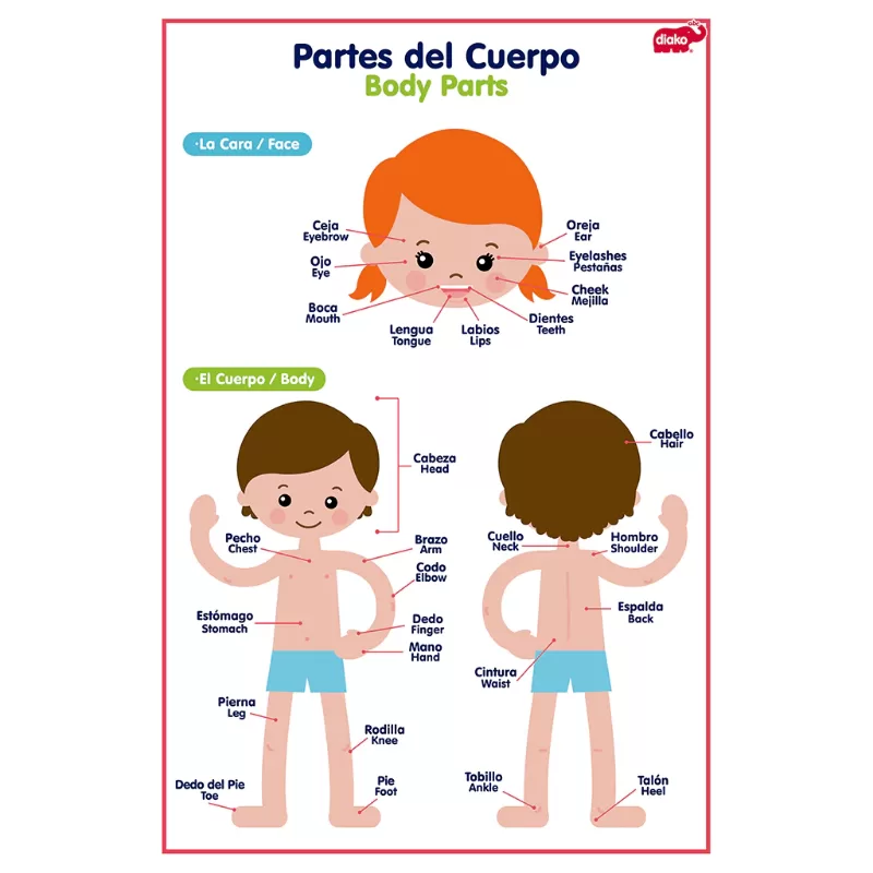 LAMINA PARTES DEL CUERPO Y ROPA