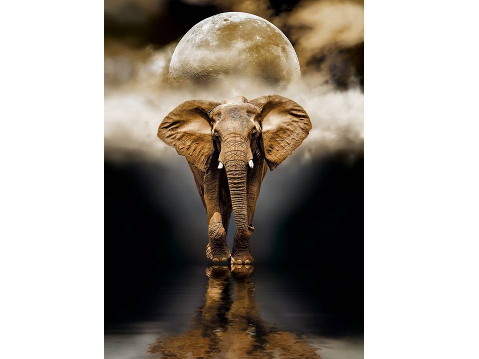 ROMPECABEZAS DE 1000 PIEZAS DE ELEFANTE - CLEMENTONI