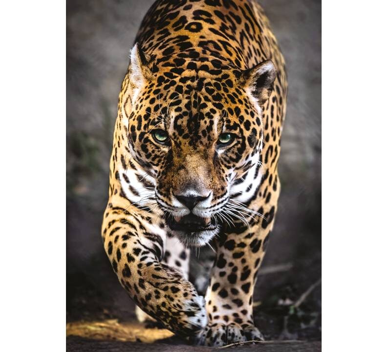 ROMPECABEZAS DE 1000 PIEZAS DE JAGUAR - CLEMENTONI