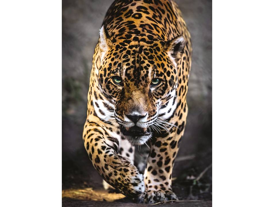 ROMPECABEZAS DE 1000 PIEZAS DE JAGUAR - CLEMENTONI