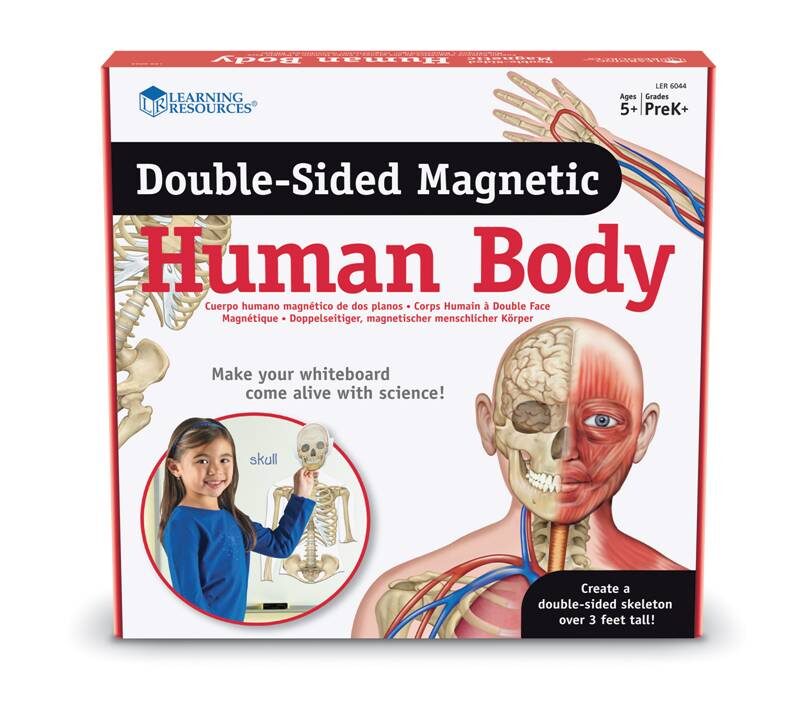 CUERPO HUMANO MAGNETICO - LEARNING RESOURCES