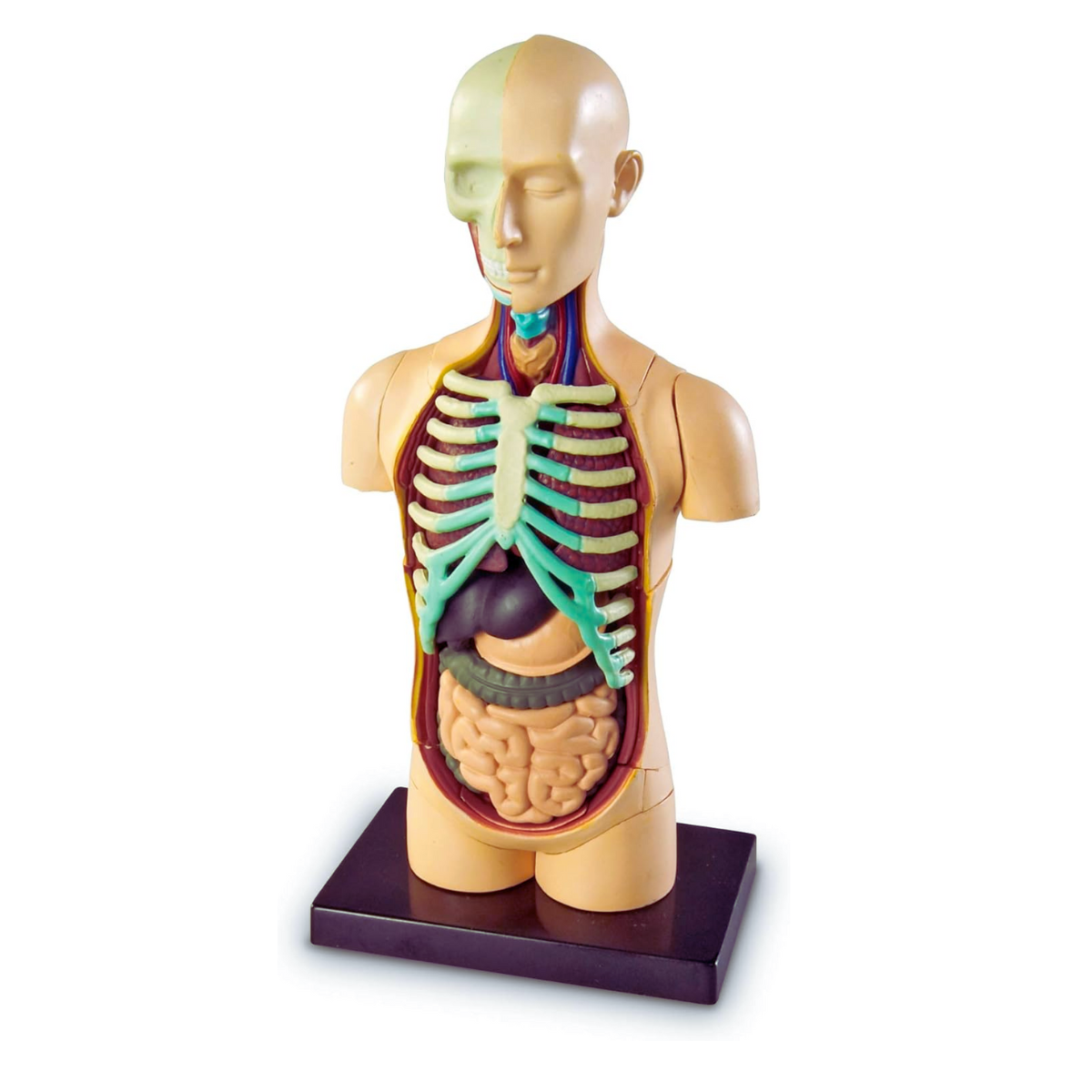MODELO ANATOMICO CUERPO HUMANO TORSO - LEARNING RESOURCES