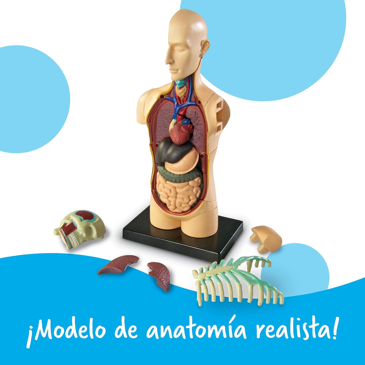 MODELO ANATOMICO CUERPO HUMANO TORSO - LEARNING RESOURCES