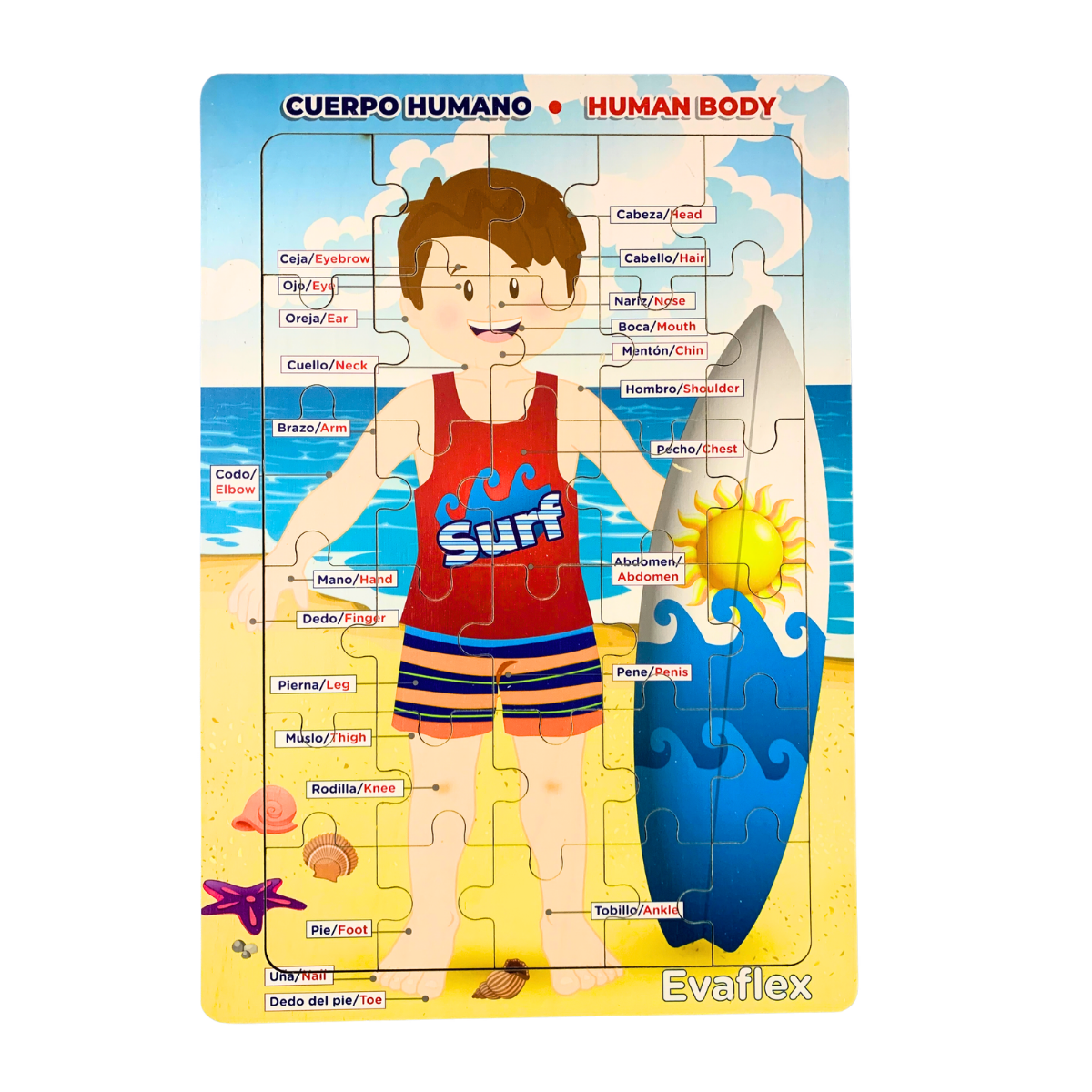 Rrompe. Cuerpo Humano Niño Playa 30 Pz – Evaflex