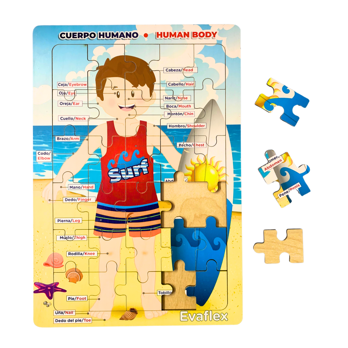 Rrompe. Cuerpo Humano Niño Playa 30 Pz – Evaflex