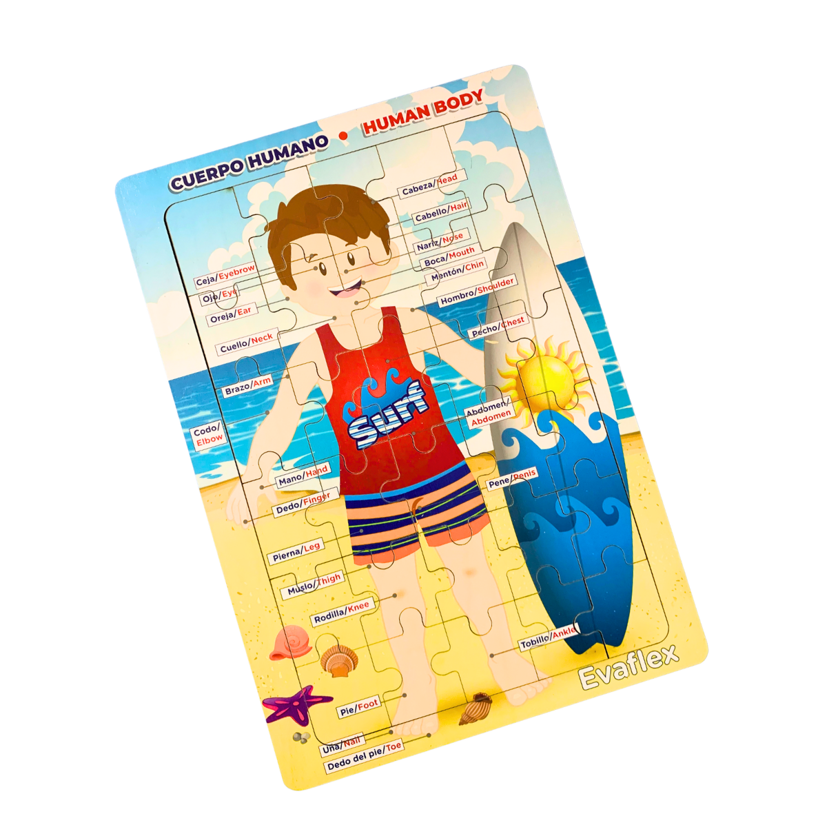 Rrompe. Cuerpo Humano Niño Playa 30 Pz – Evaflex