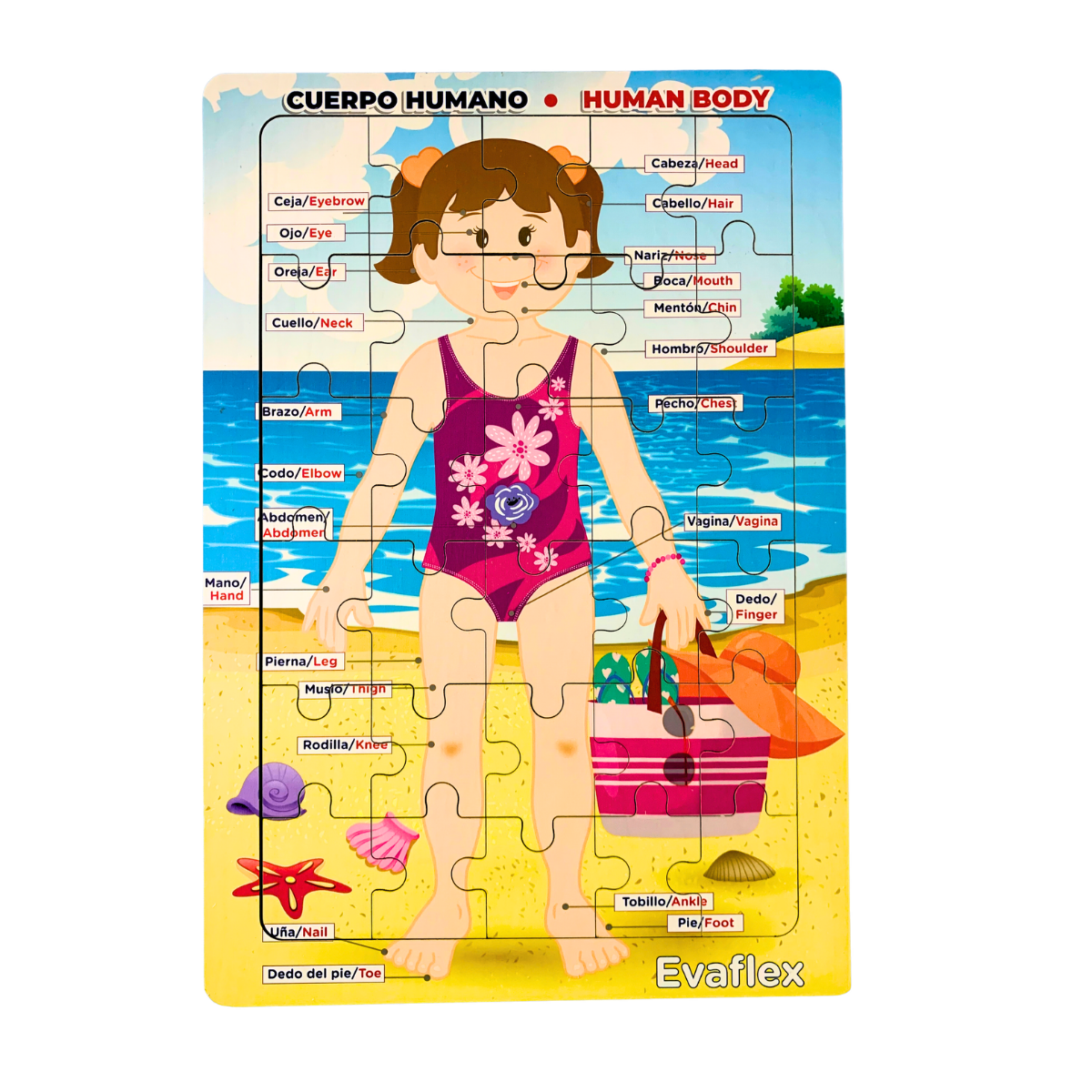 Rrompe. Cuerpo Humano Niña Playa 30 Pz - Evaflex