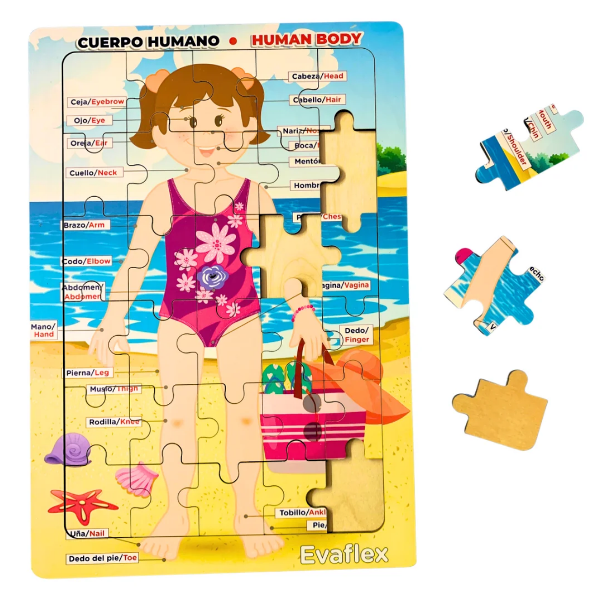 Rrompe. Cuerpo Humano Niña Playa 30 Pz - Evaflex