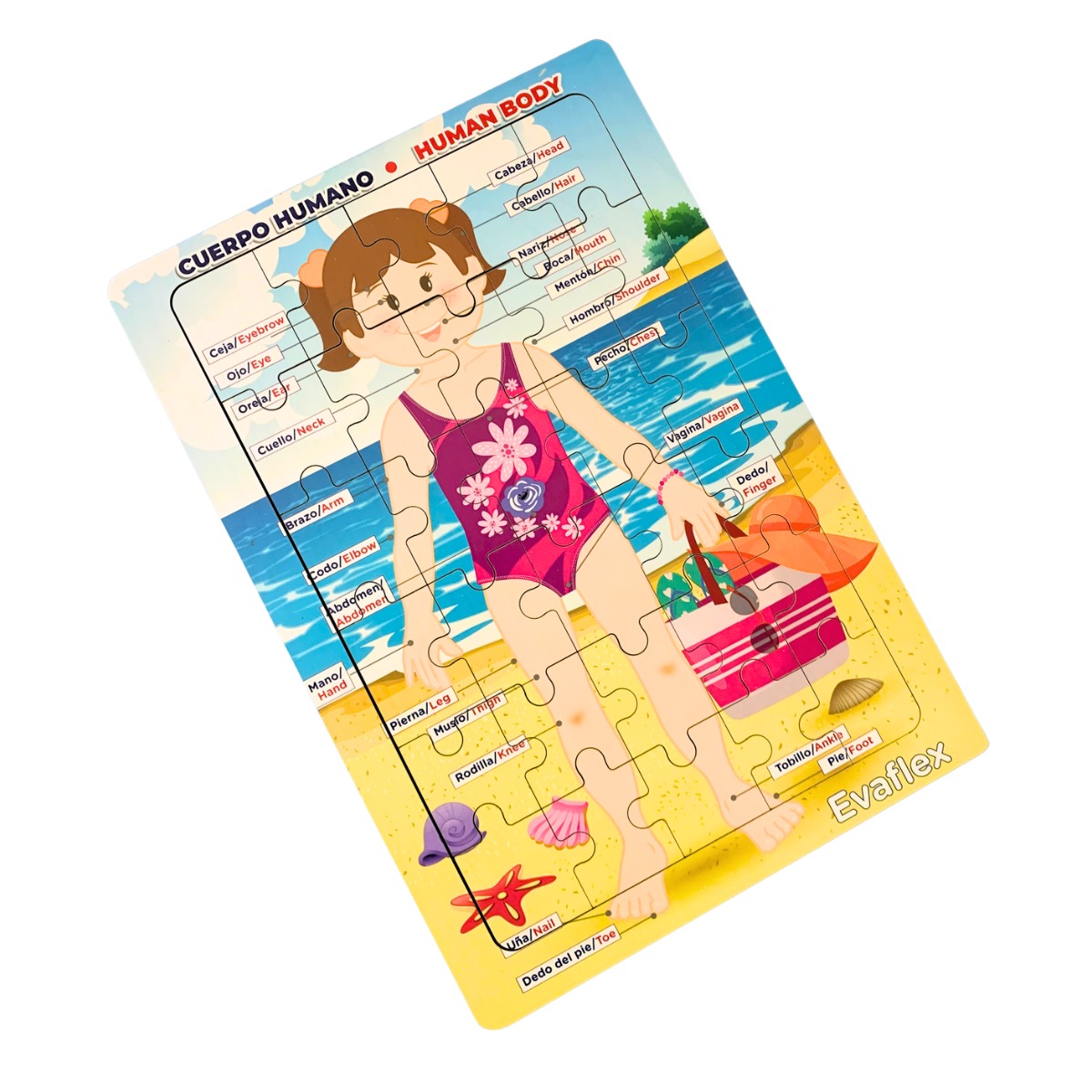 Rrompe. Cuerpo Humano Niña Playa 30 Pz - Evaflex